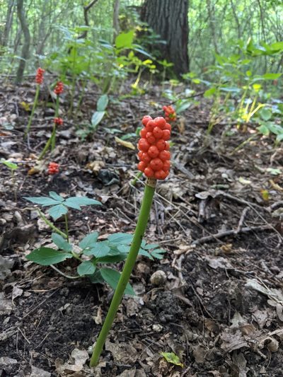 Arum besserianum, photographed by Alexandr Stanislavschi