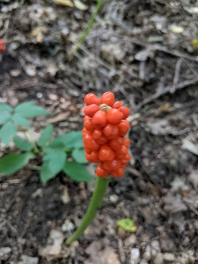 Arum besserianum, photographed by Alexandr Stanislavschi
