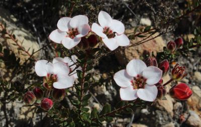 Adenandra viscida, photographed by Tony Rebelo