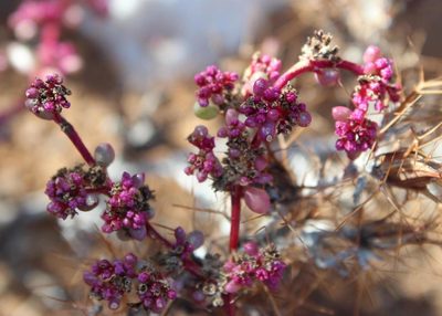 Trianthema parvifolium, photographed by Tony Rebelo