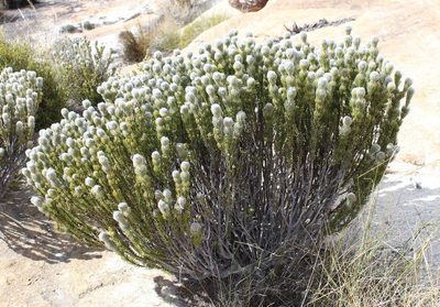 Phylica rigida, photographed by Tony Rebelo