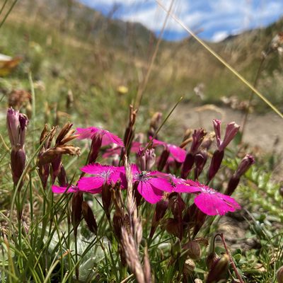 Dianthus pavonius, photographed by Fabien Anthelme