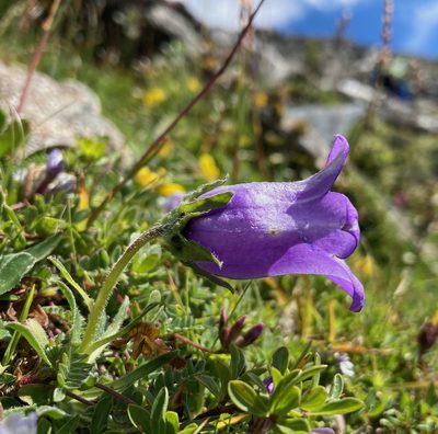 Campanula alpestris, photographed by Fabien Anthelme