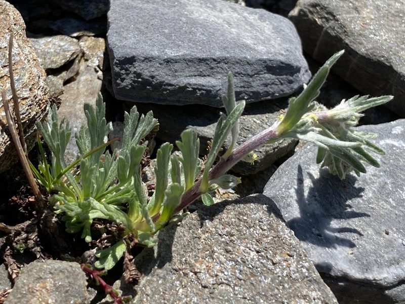 Artemisia genipi, photographed by Fabien Anthelme