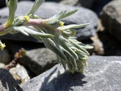 Artemisia genipi, photographed by Fabien Anthelme
