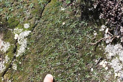 Rhadamanthus convallarioides, photographed by Tony Rebelo