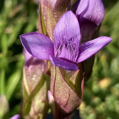 Gentianella campestris, photographed by Fabien Anthelme