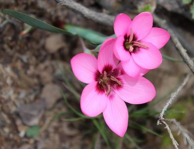 Hesperantha humilis, photographed by Tony Rebelo