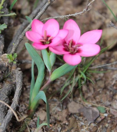 Hesperantha humilis, photographed by Tony Rebelo
