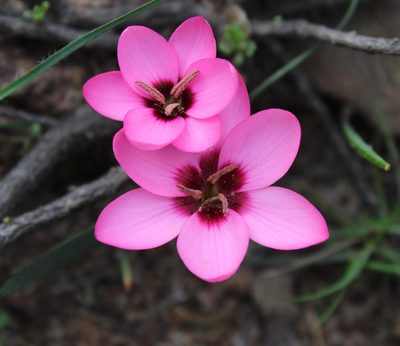 Hesperantha humilis, photographed by Tony Rebelo