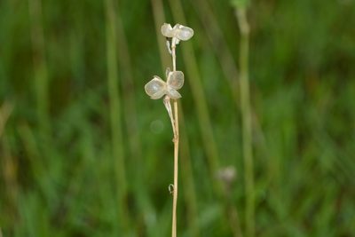 Dipcadi concanense, photographed by S.MORE