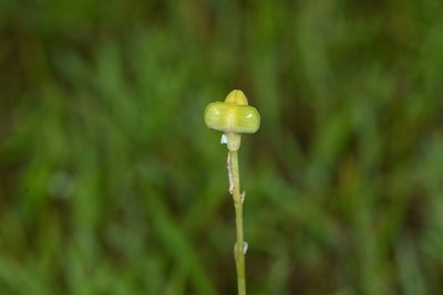 Dipcadi concanense, photographed by S.MORE