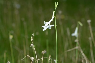 Dipcadi concanense, photographed by S.MORE