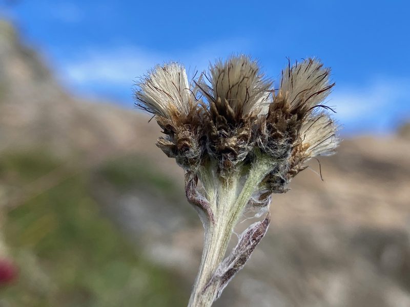 Antennaria carpatica, photographed by Fabien Anthelme