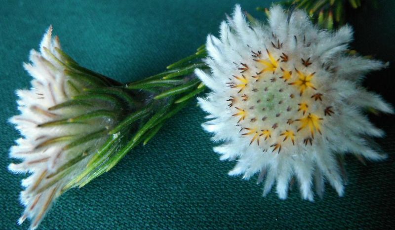 Phylica calcarata, photographed by linkie