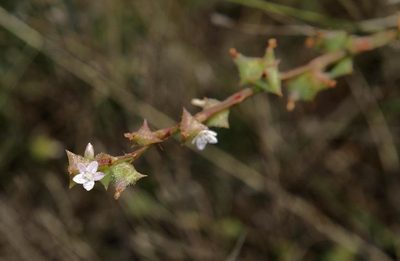 Oxygonum sinuatum, photographed by Wynand Uys