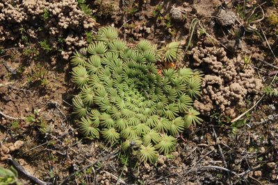 Oxalis palmifrons, photographed by Tony Rebelo