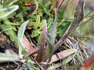 Antennaria carpatica, photographed by Fabien Anthelme