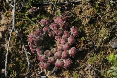 Oxalis palmifrons, photographed by Tony Rebelo