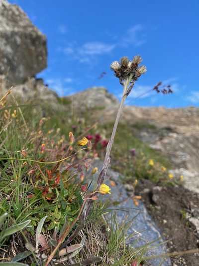 Antennaria carpatica, photographed by Fabien Anthelme
