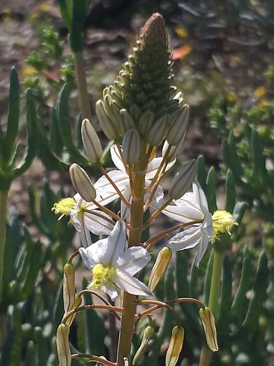 Bulbine triebneri, photographed by kevin koen