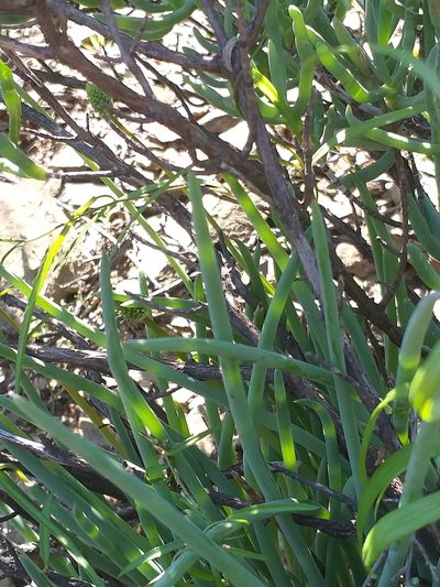 Bulbine triebneri, photographed by kevin koen