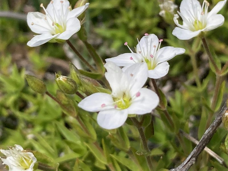 Facchinia rupestris, photographed by Fabien Anthelme