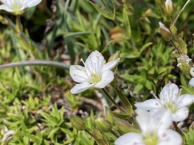 Facchinia rupestris, photographed by Fabien Anthelme