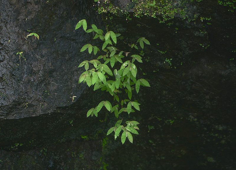 Arthraxon jubatus, photographed by S.MORE