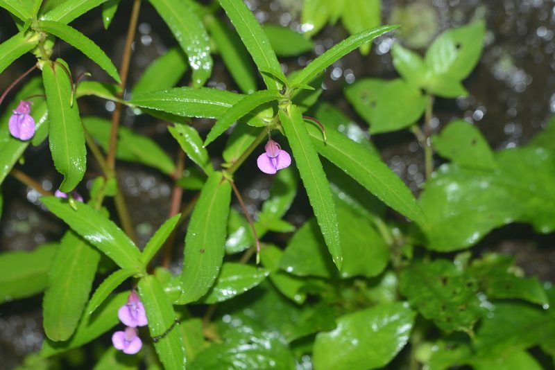 Impatiens tomentosa, photographed by S.MORE