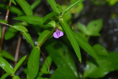 Impatiens tomentosa, photographed by S.MORE