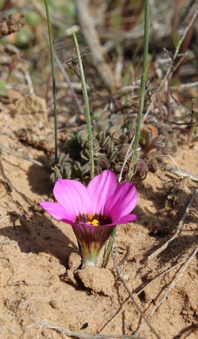 Romulea atrandra, photographed by Tony Rebelo