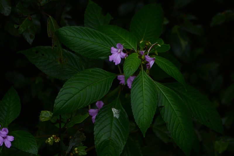 Impatiens pulcherrima, photographed by S.MORE