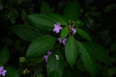 Impatiens pulcherrima, photographed by S.MORE