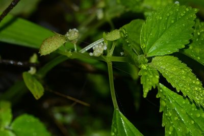 Lecanthus peduncularis, photographed by S.MORE