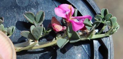 Indigofera hantamensis, photographed by Tony Rebelo