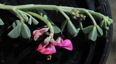 Indigofera hantamensis, photographed by Tony Rebelo