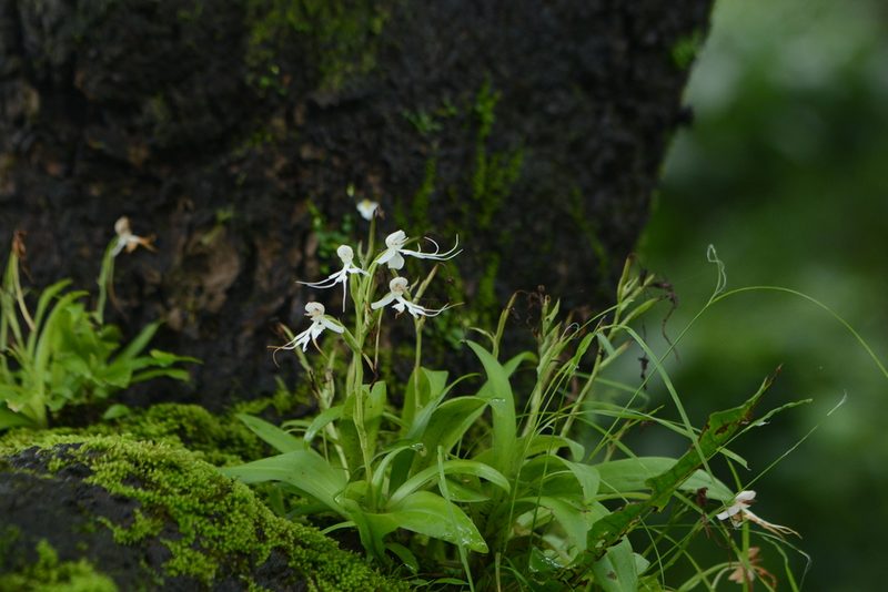 Habenaria crinifera, photographed by S.MORE
