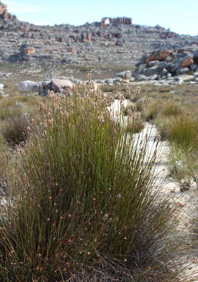 Askidiosperma capitatum, photographed by Tony Rebelo