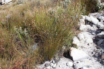 Elegia asperiflora, photographed by Tony Rebelo