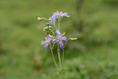 Exacum tetragonum, photographed by S.MORE