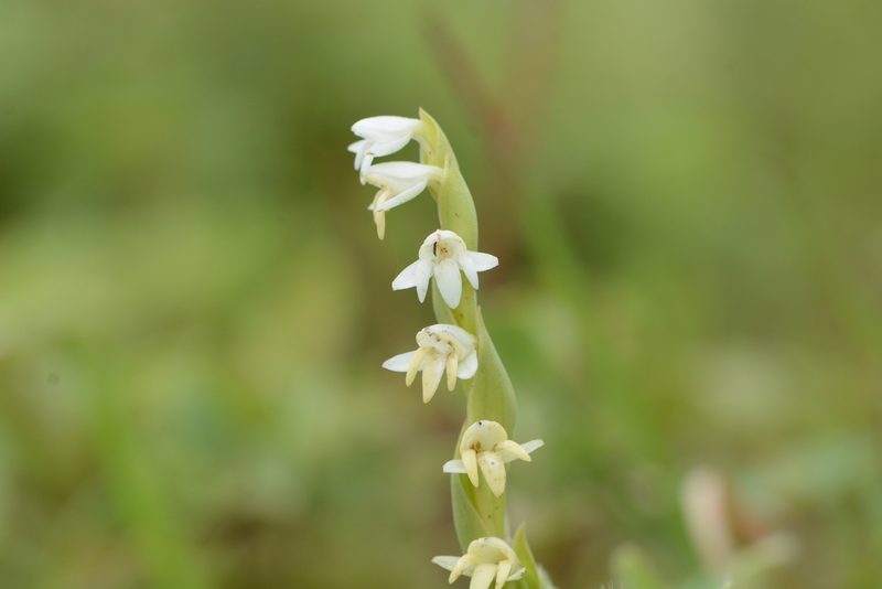 Habenaria heyneana, photographed by S.MORE