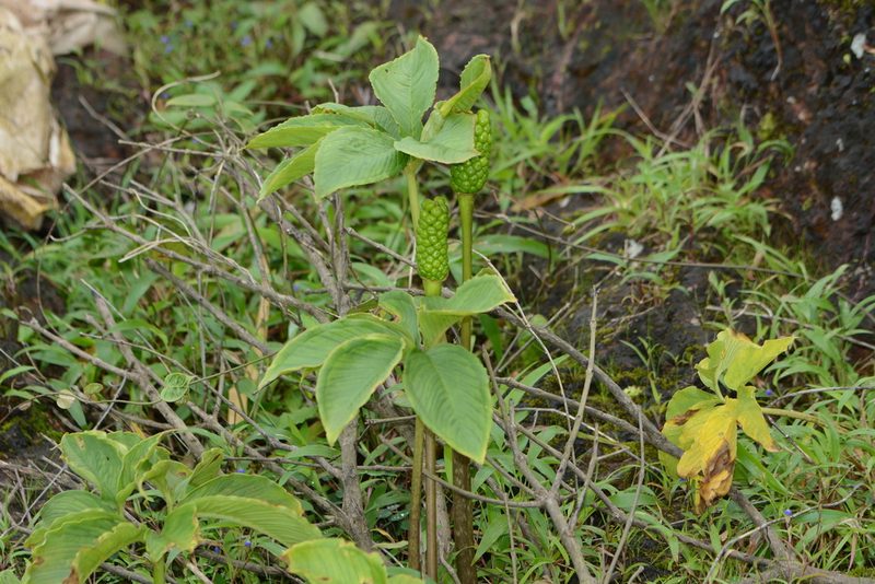 Arisaema murrayi, photographed by S.MORE