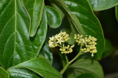 Mappia nimmoniana, photographed by S.MORE