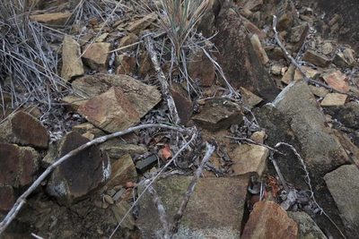 Sericocoma avolans, photographed by Brian du Preez