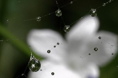 Barleria elegans, photographed by Wynand Uys