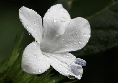 Barleria elegans, photographed by Wynand Uys