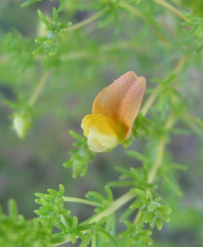 Aspalathus amoena, photographed by douglaseustonbrown