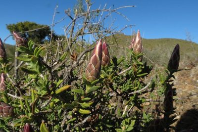 Pteronia stoehelinoides, photographed by Brian du Preez