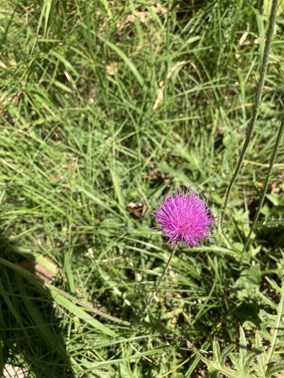 Cirsium tuberosum, photographed by norgram